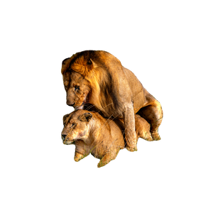A Pair Of African Lions In The Savannah Showcasing Wildlife Interaction. 18439 - Cat PNG image with transparent background